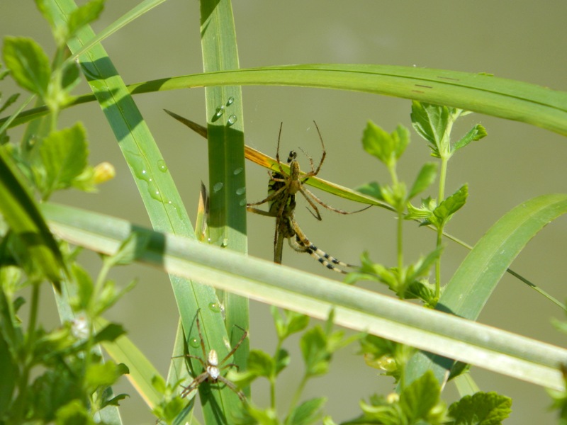 Argiope bruennichi in corteggiamento?